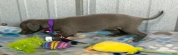Italian Greyhound dogs for sale: Bear - Ad 5