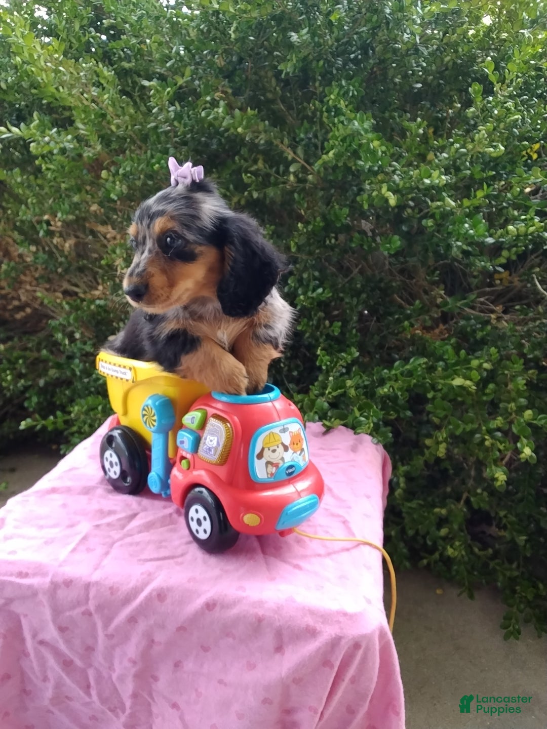 Miniature Dachshund dogs Jewel - Ad 2