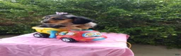 Miniature Dachshund dogs for sale: Jewel - Ad 2