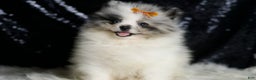 Pomeranian dogs for sale: Mr. Merle - Ad 6
