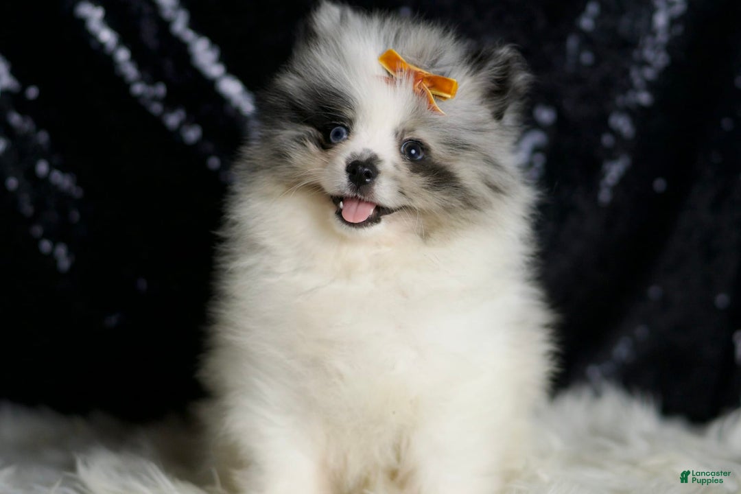 Pomeranian dogs for sale: Mr. Merle - Ad 6