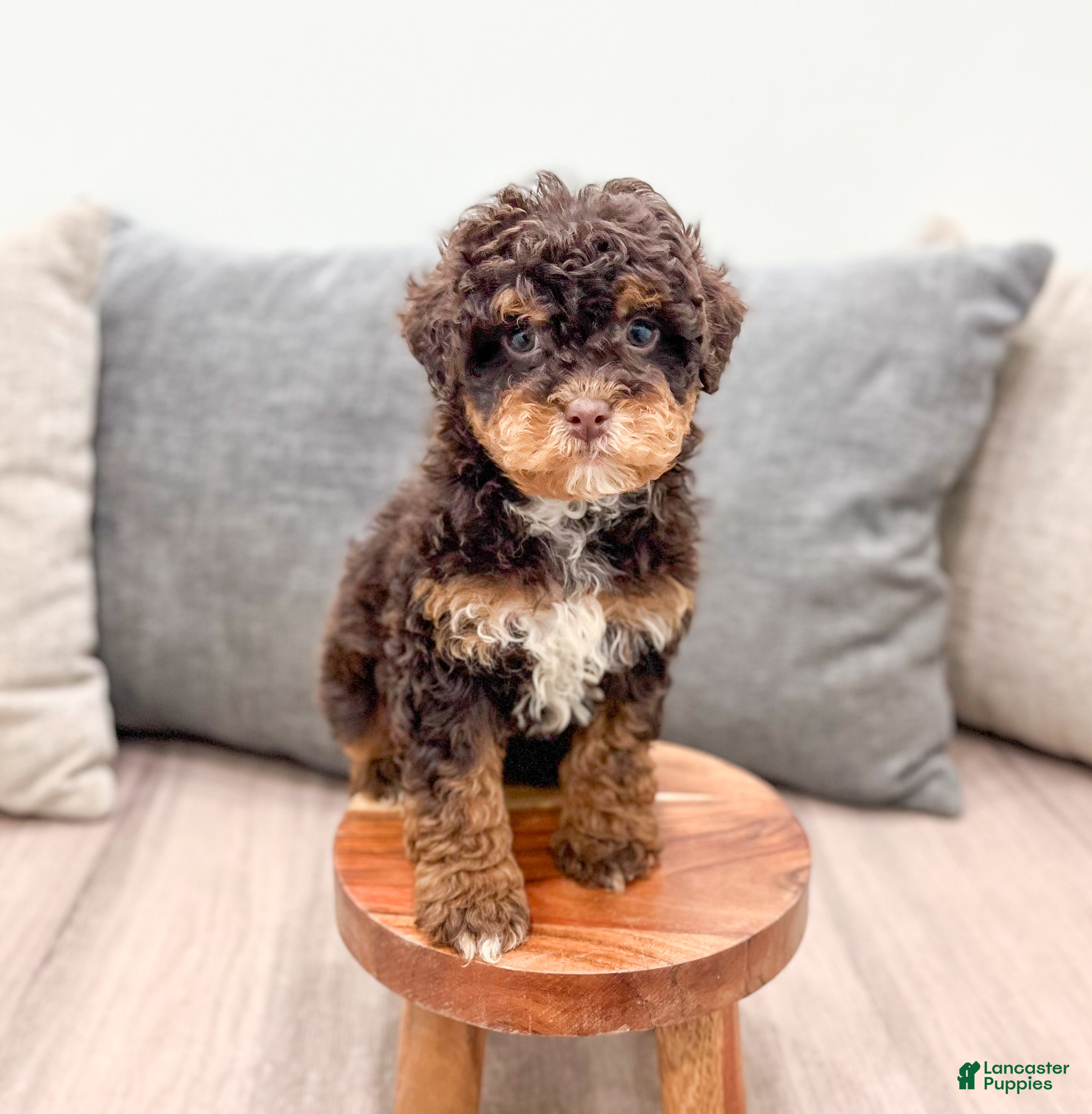 Miniature Poodle dogs Snickers - Ad 24