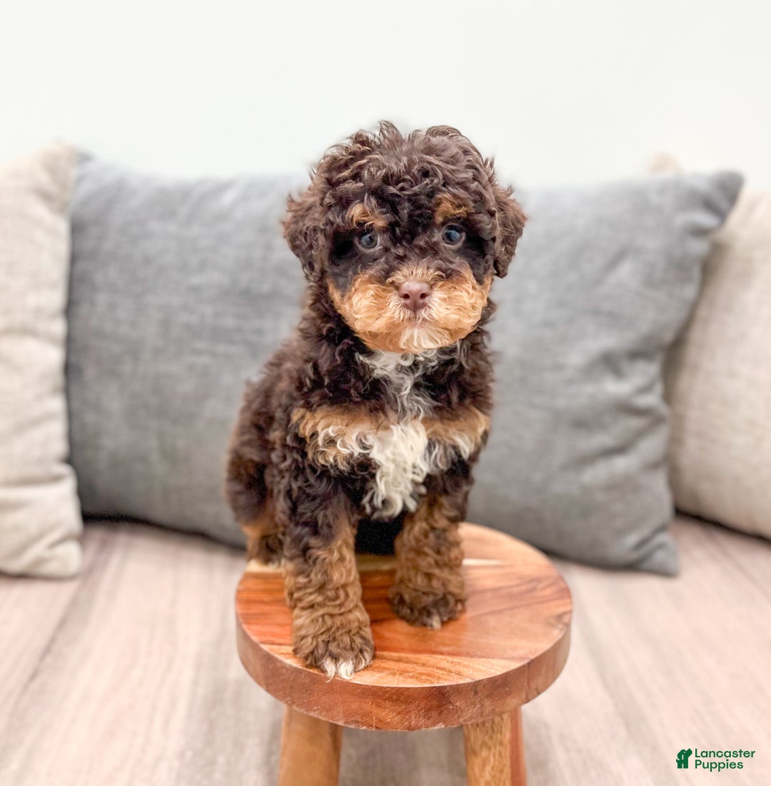 Miniature Poodle dogs for sale: Snickers - Ad 1