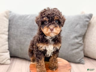 Miniature Poodle dogs Snickers - Ad 18