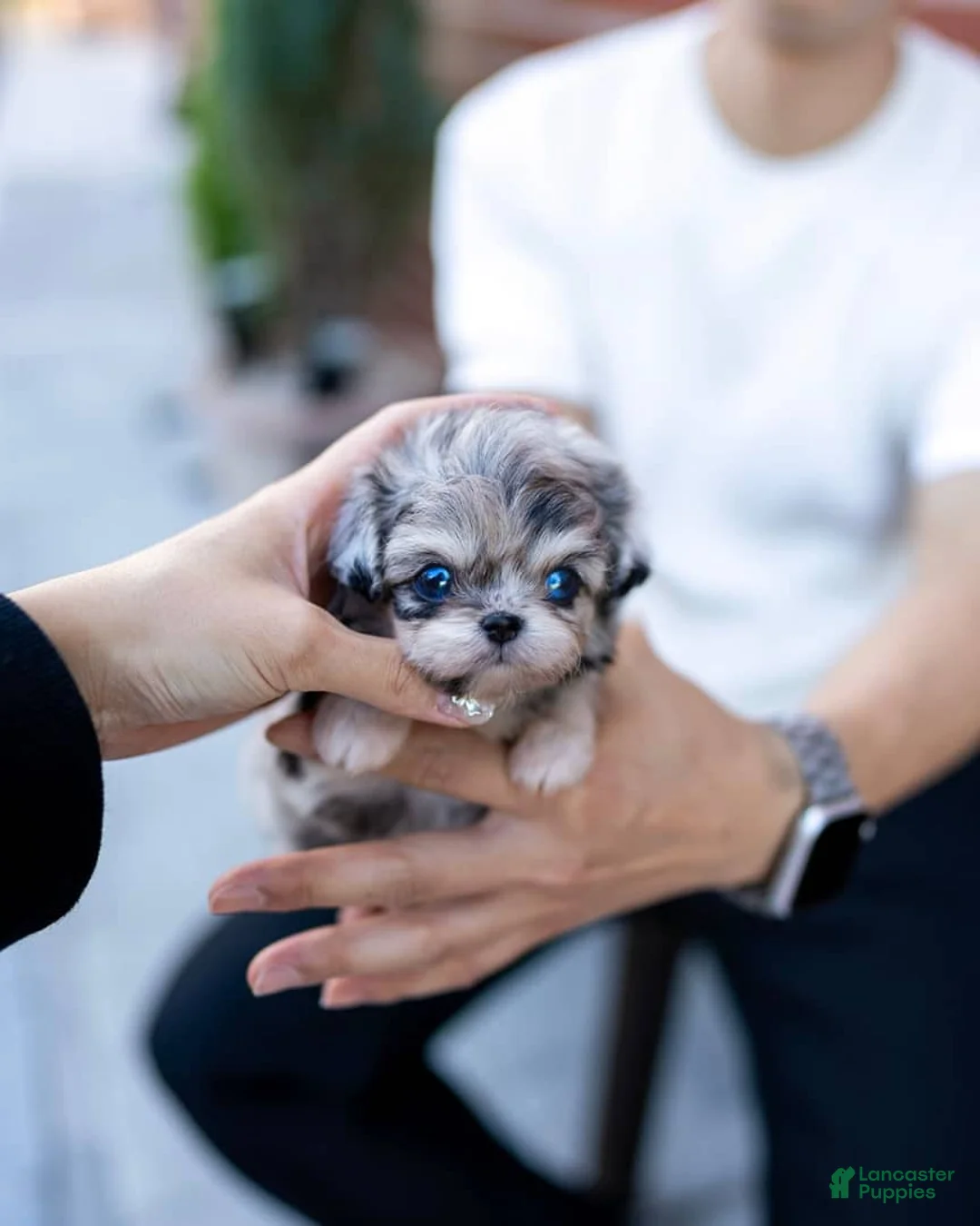 Maltipoo dogs for sale: Lyra - Ad 3