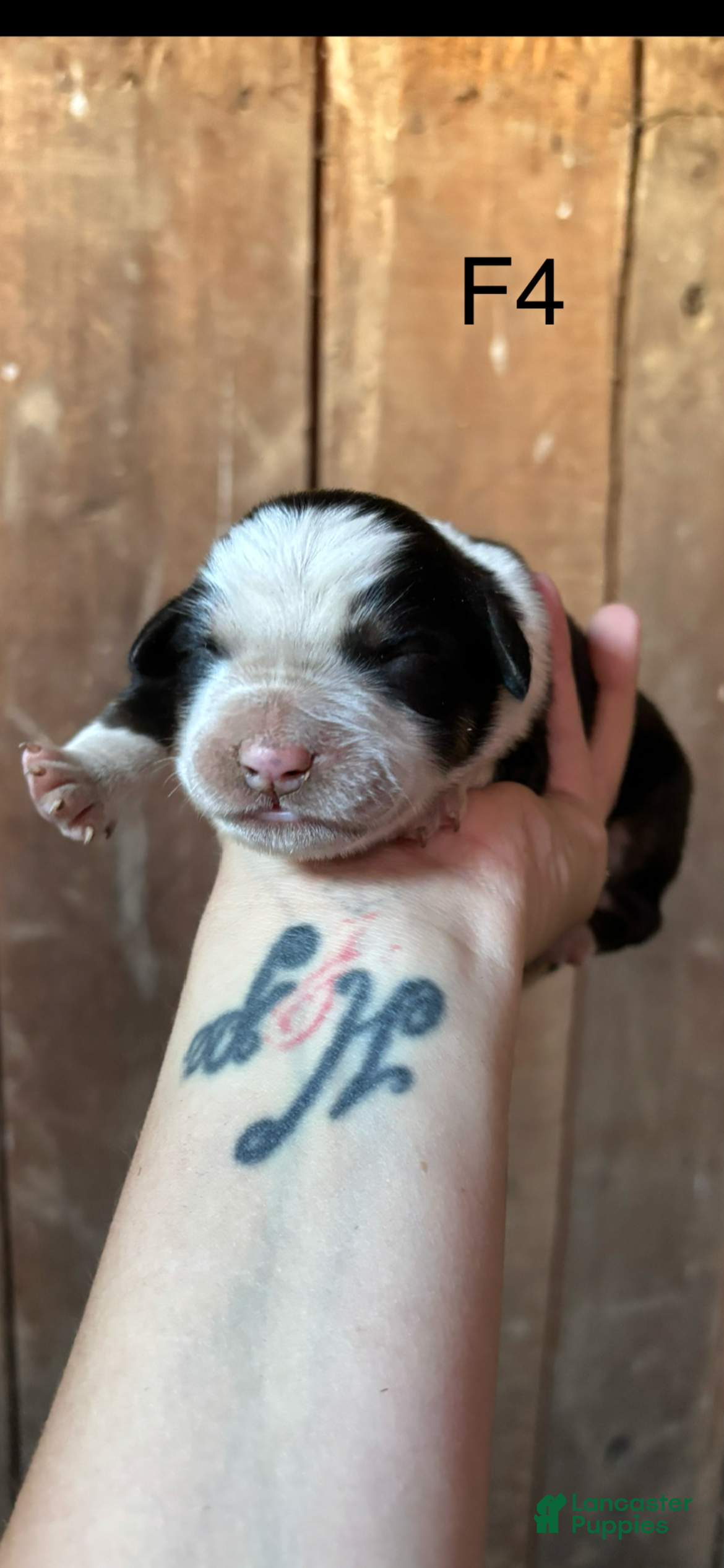 Bernese Mountain Dog dogs Bernese Mountain Dog f4 - Ad 1