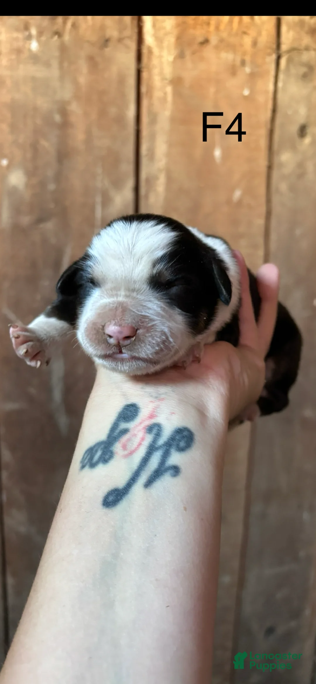 Bernese Mountain Dog dogs for sale: Bernese Mountain Dog f4 - Ad 1
