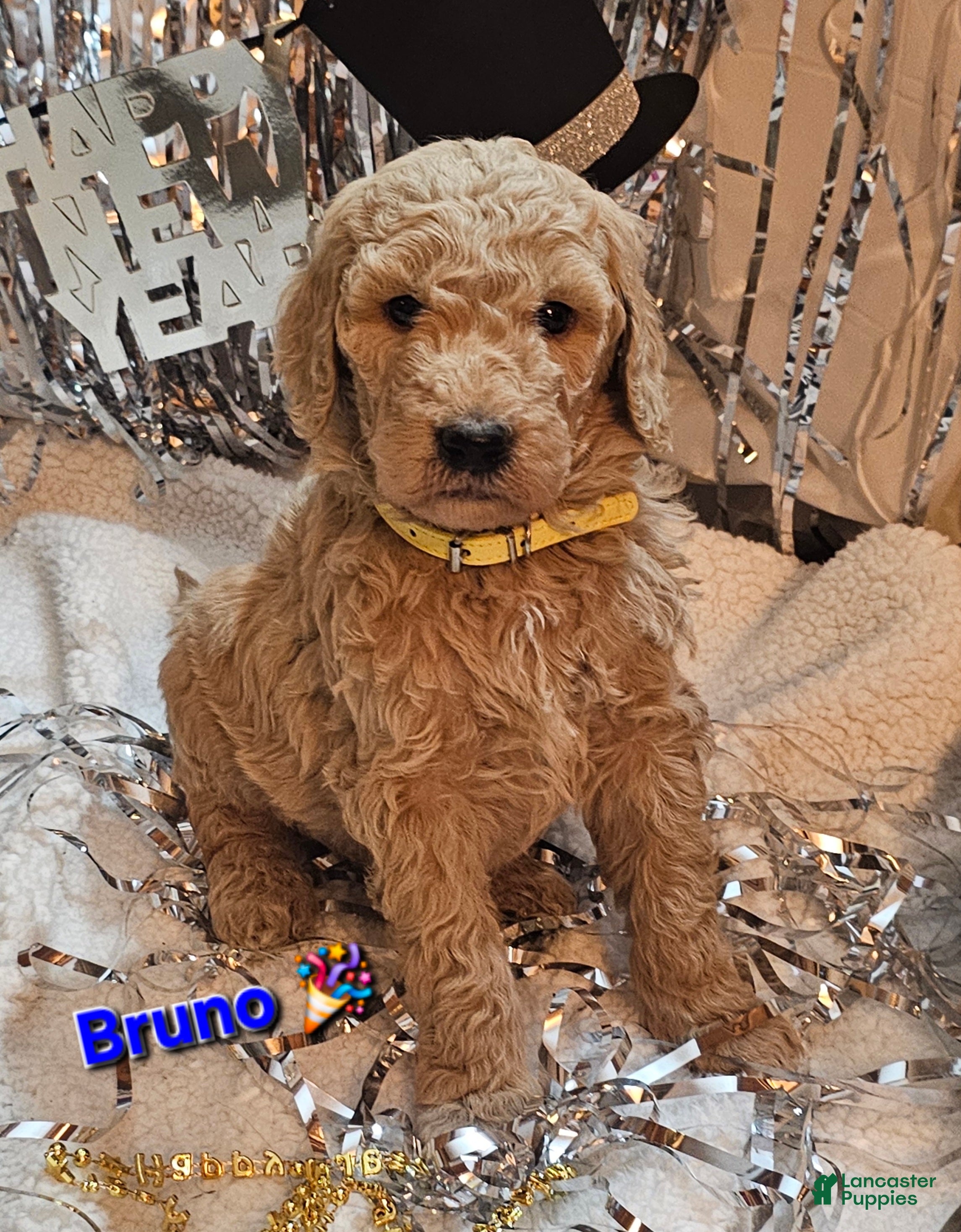 Goldendoodle dogs Bruno  - Ad 23