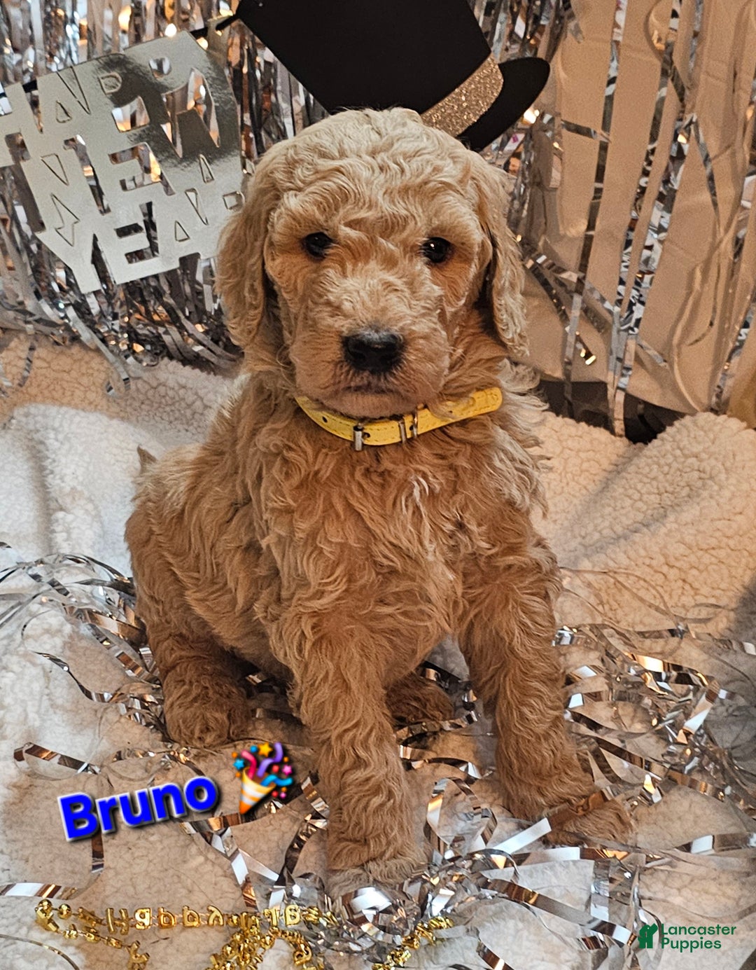 Goldendoodle dogs for sale: Bruno  - Ad 1
