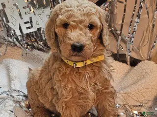 Goldendoodle dogs Bruno - Ad 14