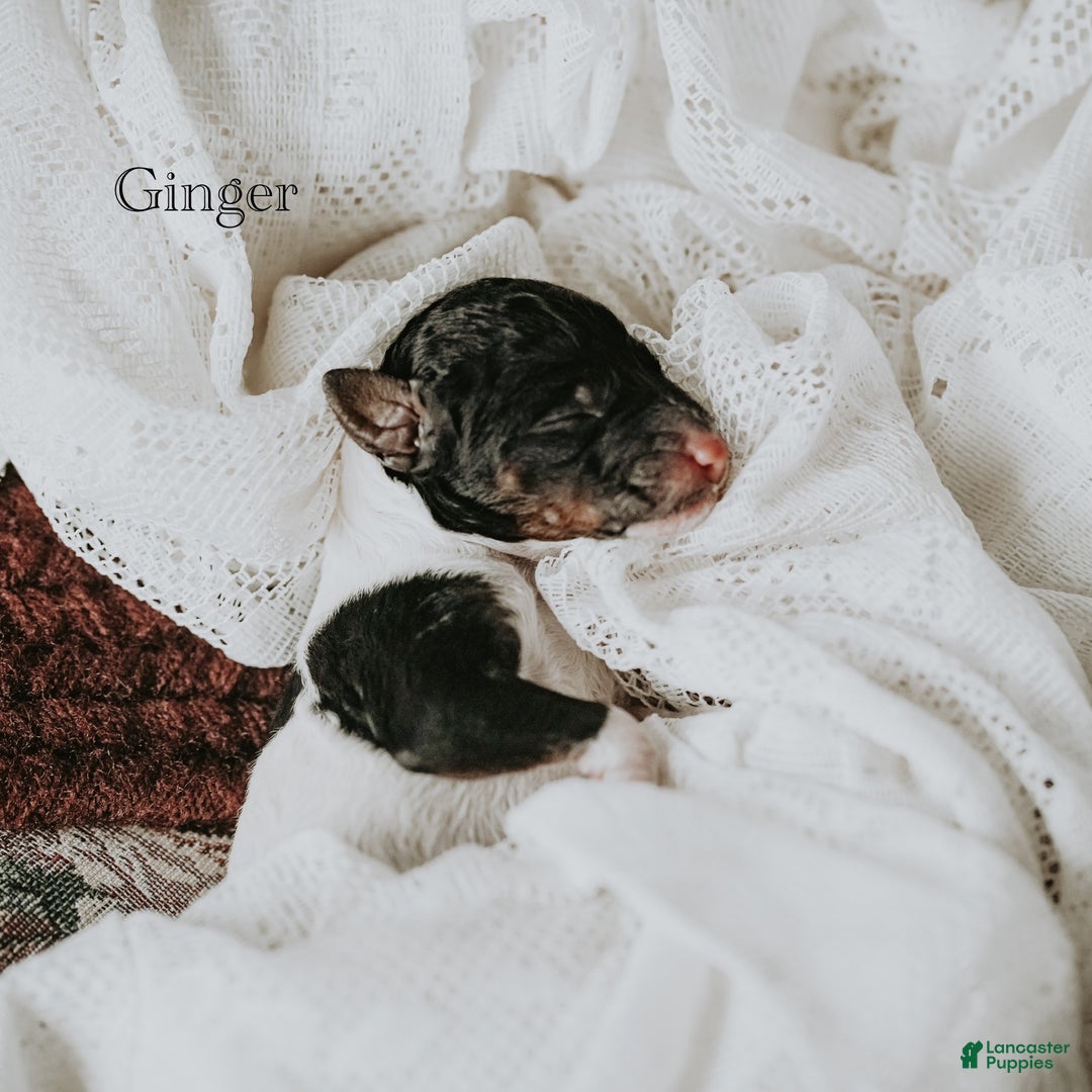 Standard Poodle dogs for sale: Ginger - Ad 8