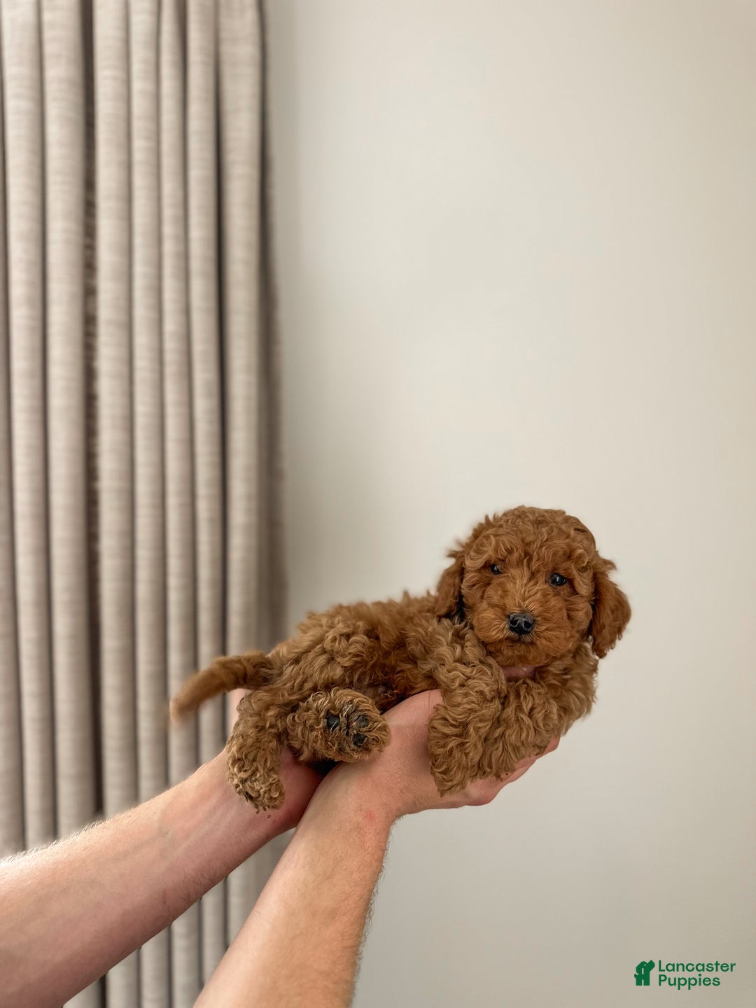 Mini Goldendoodle dogs for sale: Kai - Ad 4