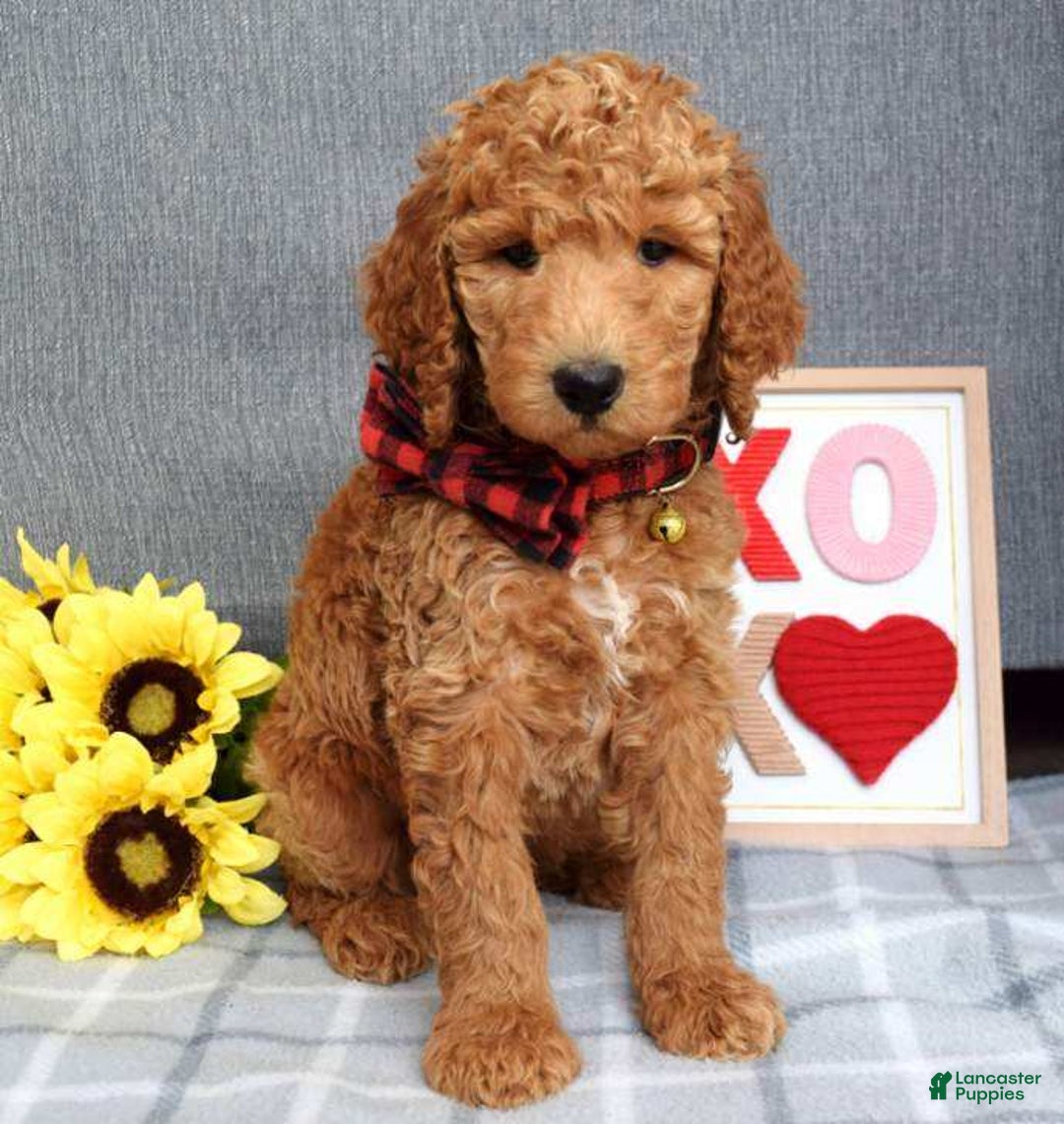 Standard Poodle dogs for sale: Charlie - Ad 7