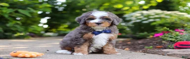 Bentley
