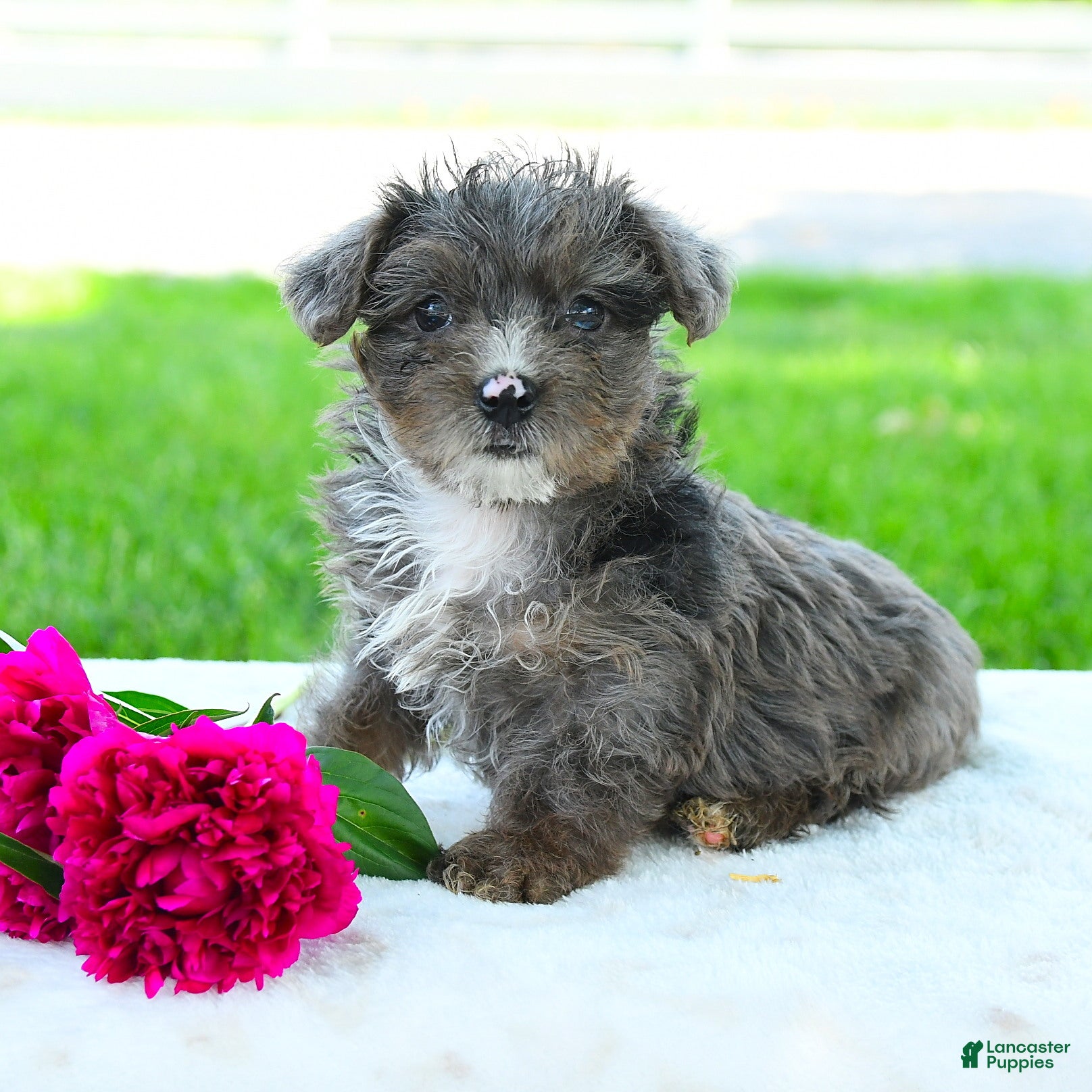 Yorkiepoo dogs for sale: Ryder - Ad 3