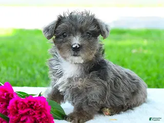 Yorkiepoo dogs for sale: Ryder - Ad 3