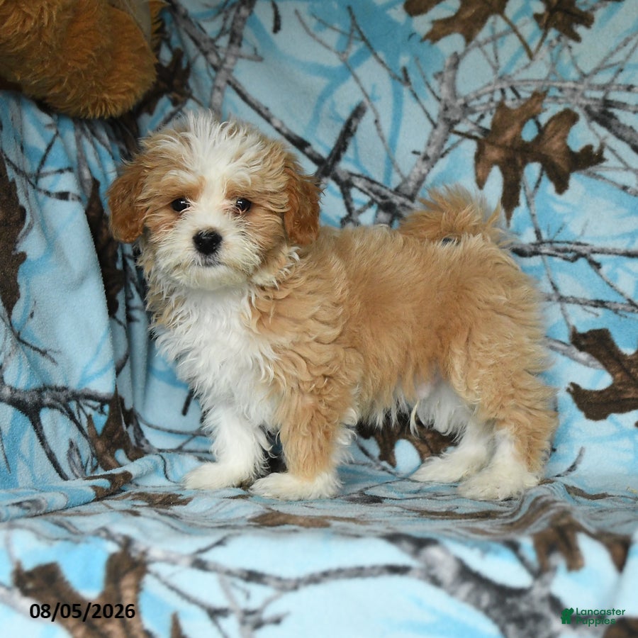 Mixed Breed dogs Uranus - Ad 2