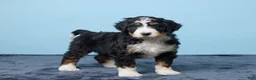 Bernedoodle dogs for sale: Jackson - Ad 4