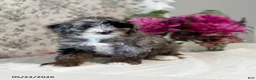 Mini Sheepadoodle dogs for sale: Bella   - Ad 8