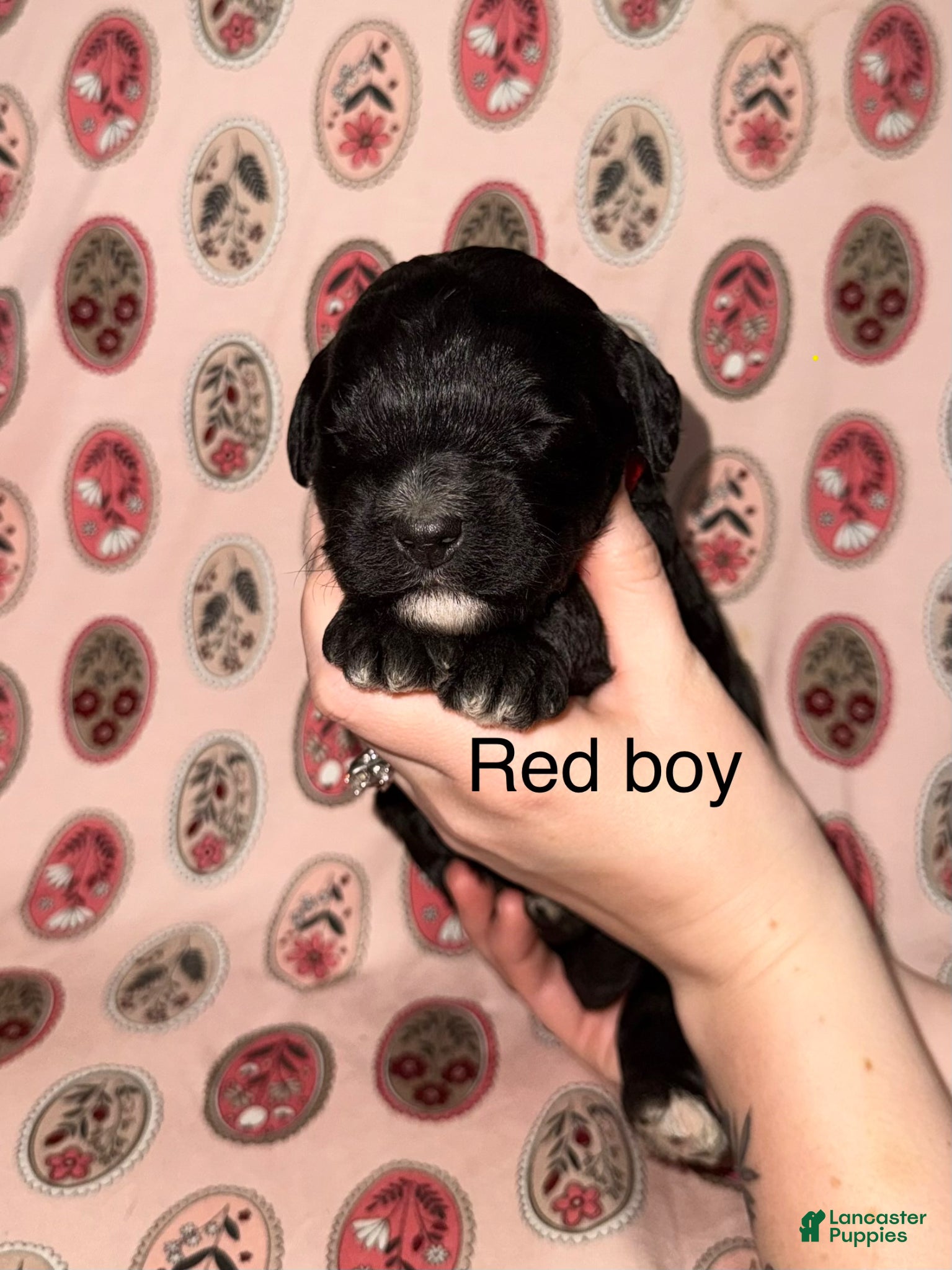 Mixed Breed dogs for sale: Red collar boy  - Ad 3