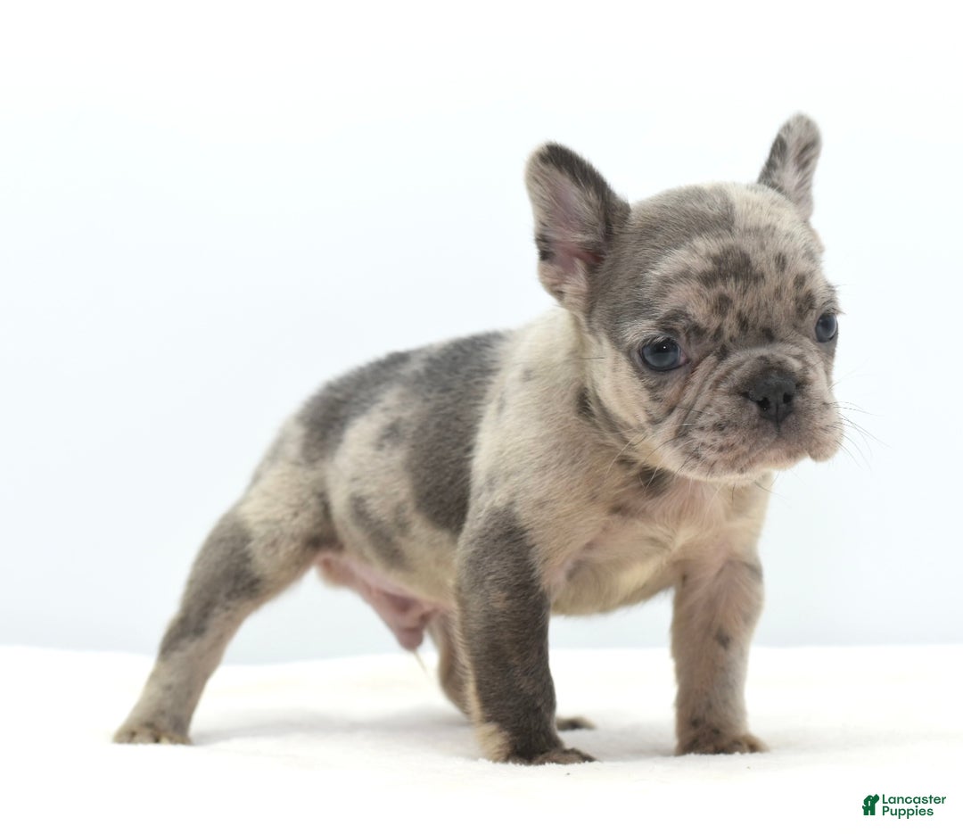 Mixed Breed dogs for sale: Hollywood merle blue  - Ad 19