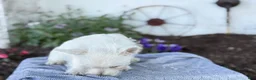 West Highland Terrier dogs for sale: Atlas - Ad 4