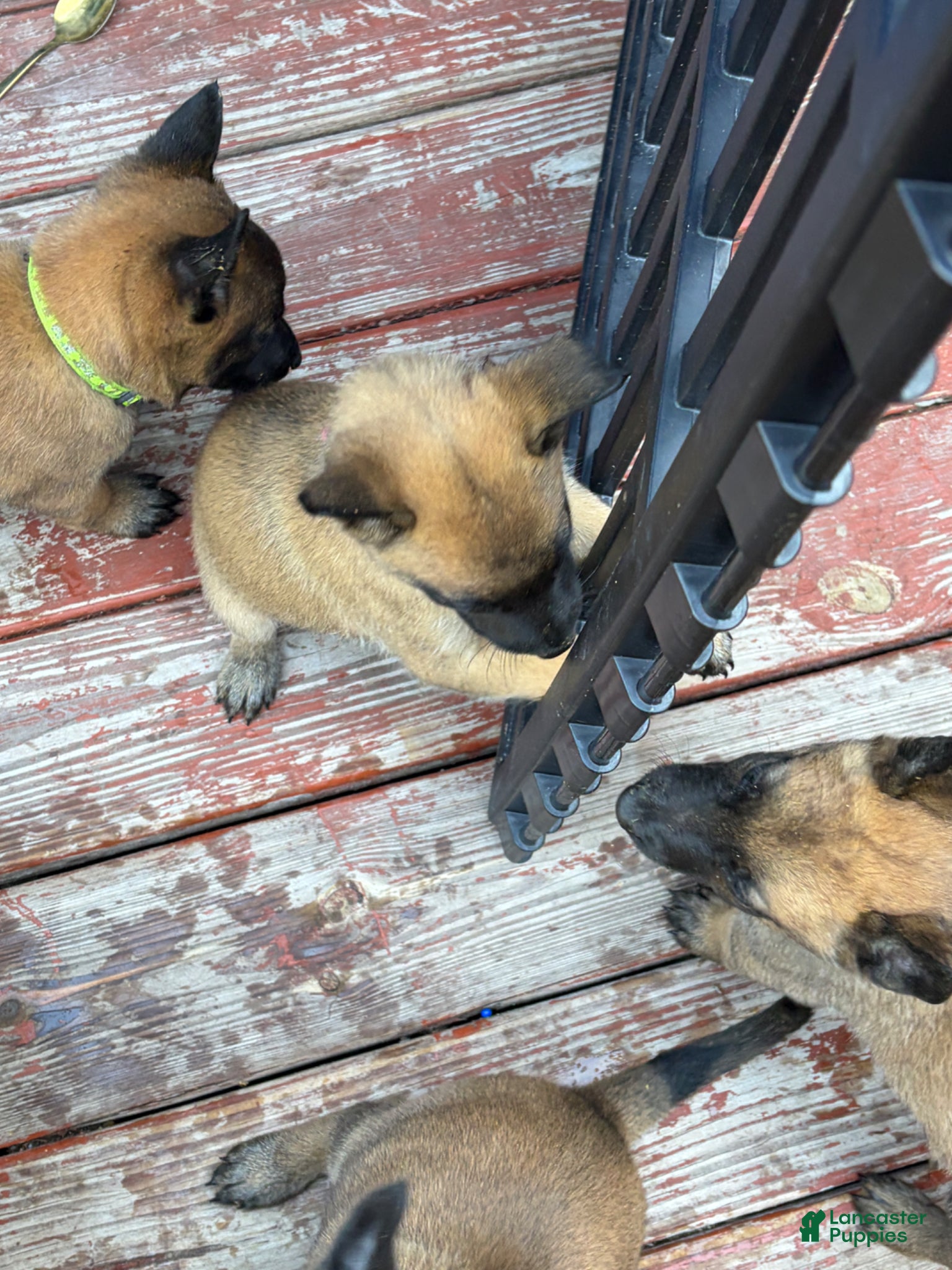 Belgian Malinois dogs Belgian Malinois Puppy 7 - Ad 4
