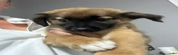 Mixed Breed dogs for sale: Buddy - Ad 3