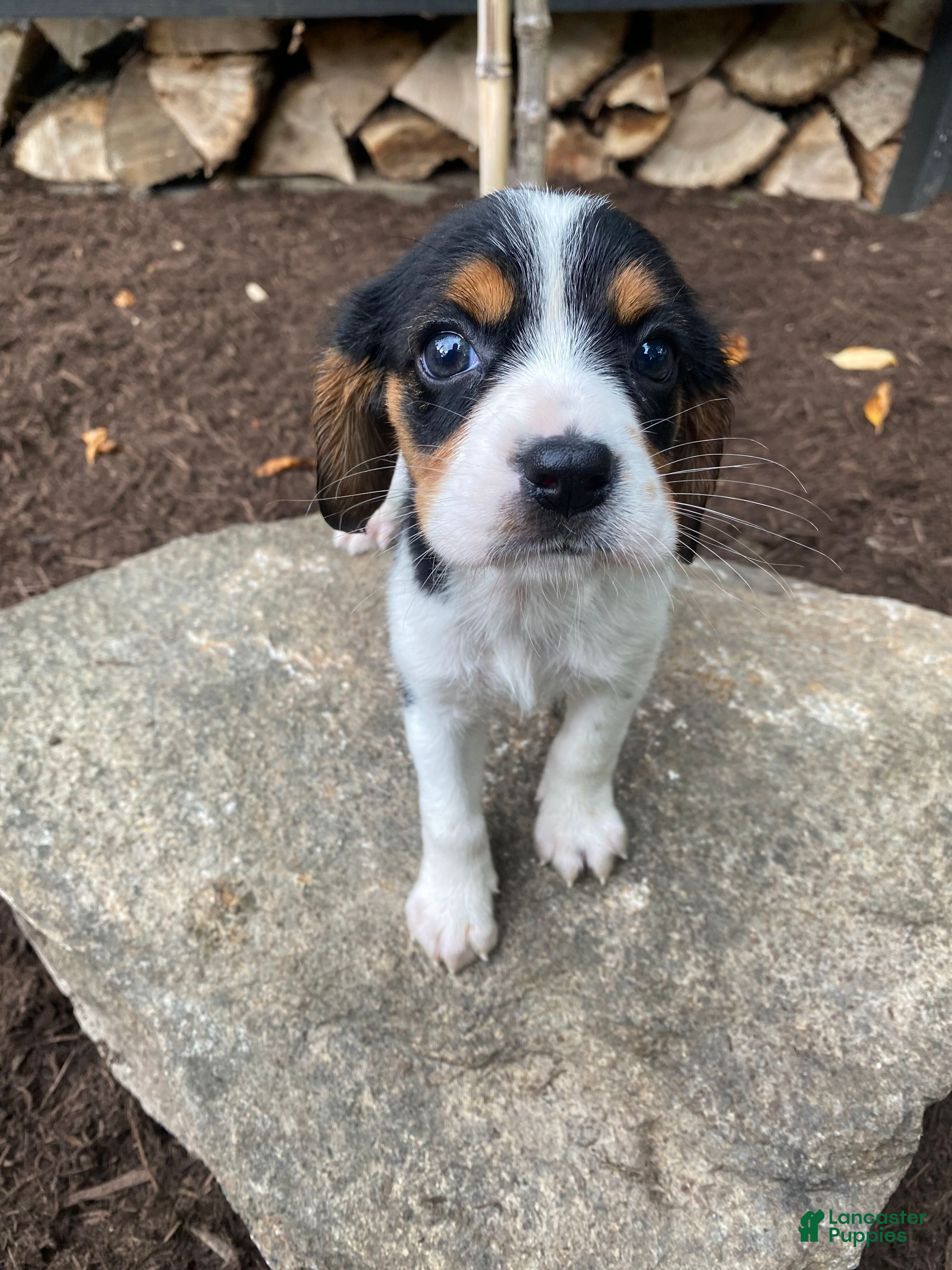 Beaglier dogs Alice - Ad 1