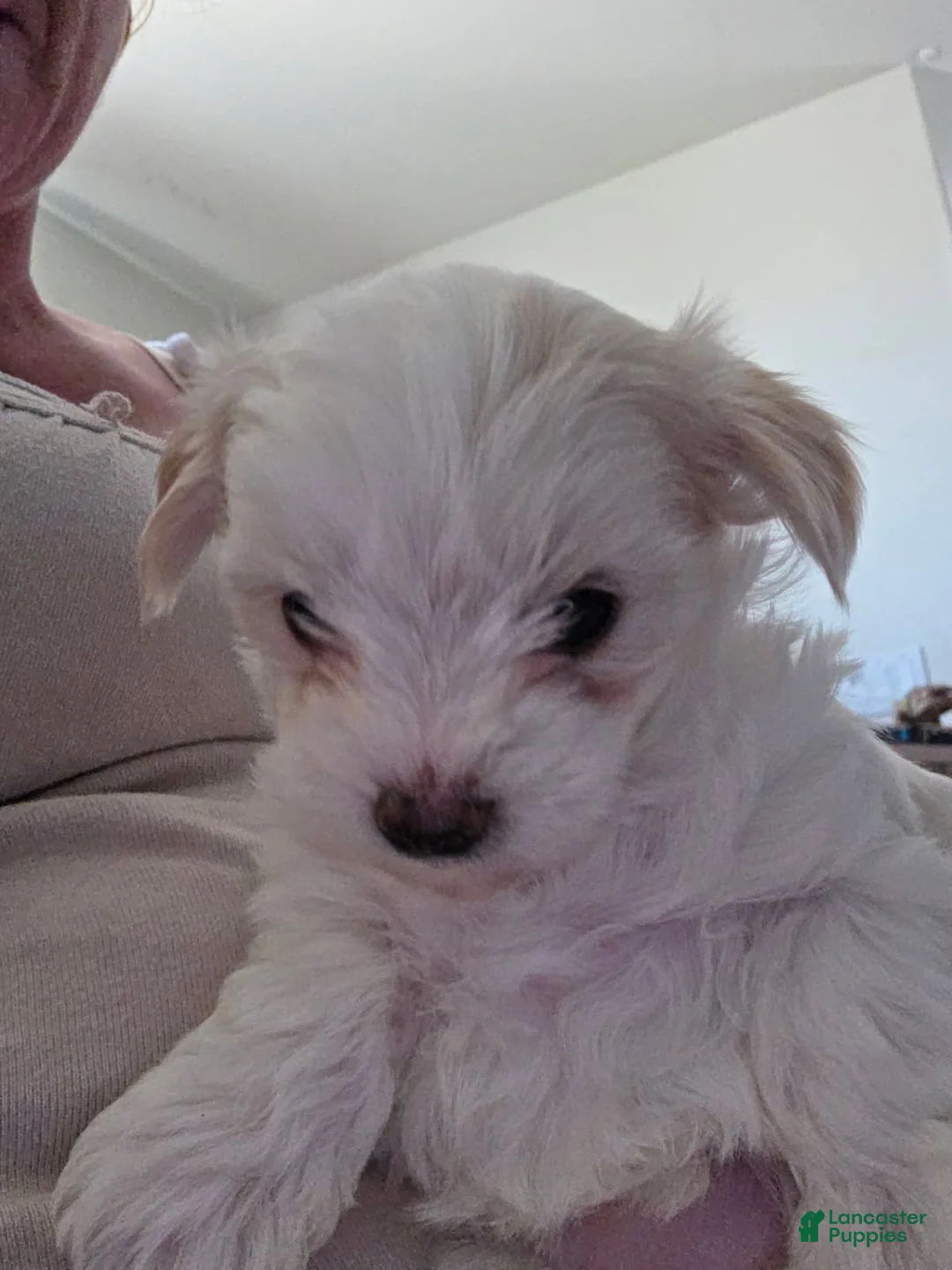 Morkie dogs for sale: Honey - Ad 2