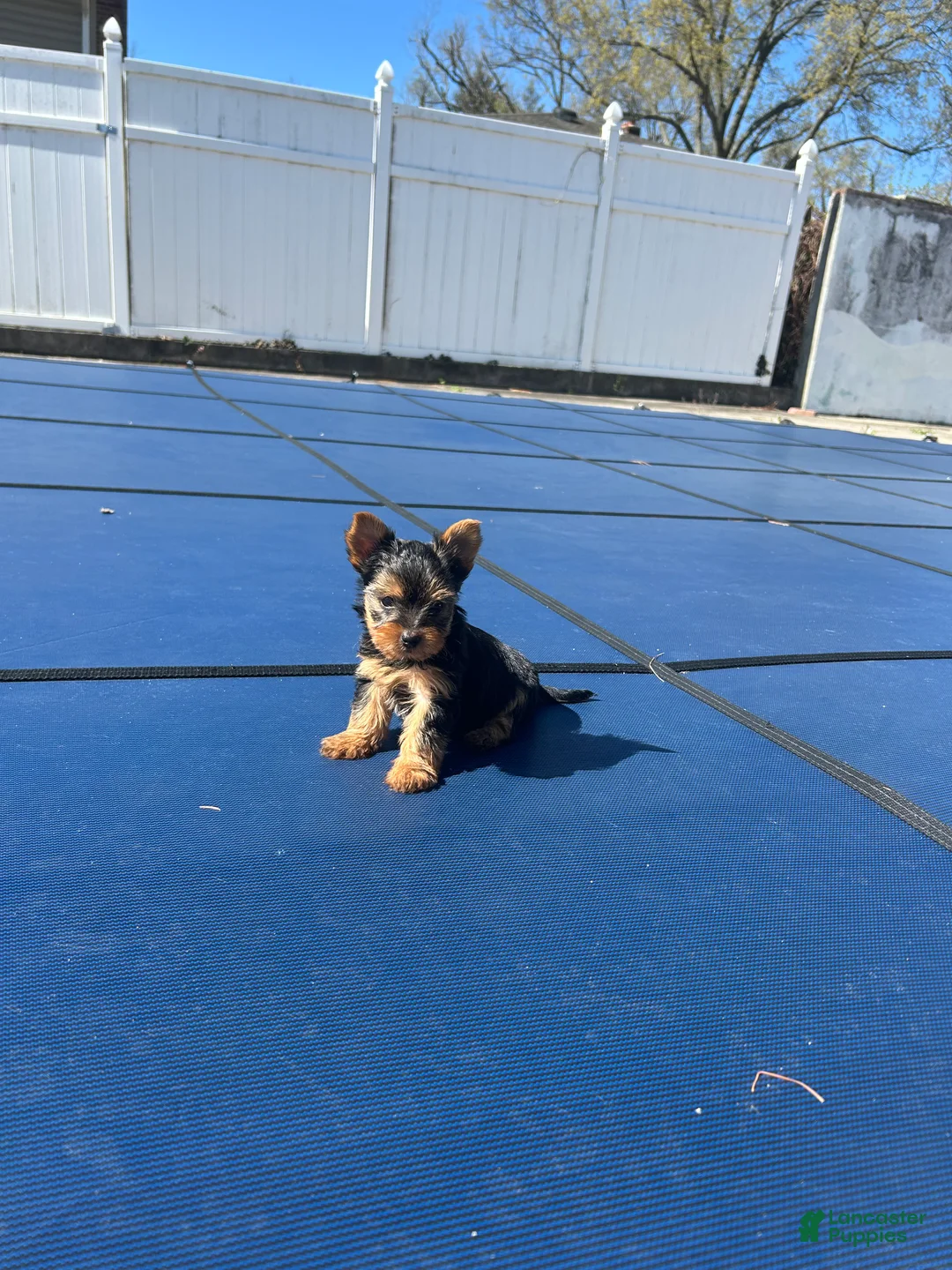 Yorkshire Terrier dogs for sale: Yorkshire Terrier Puppy 2 teacup Mickey  - Ad 5