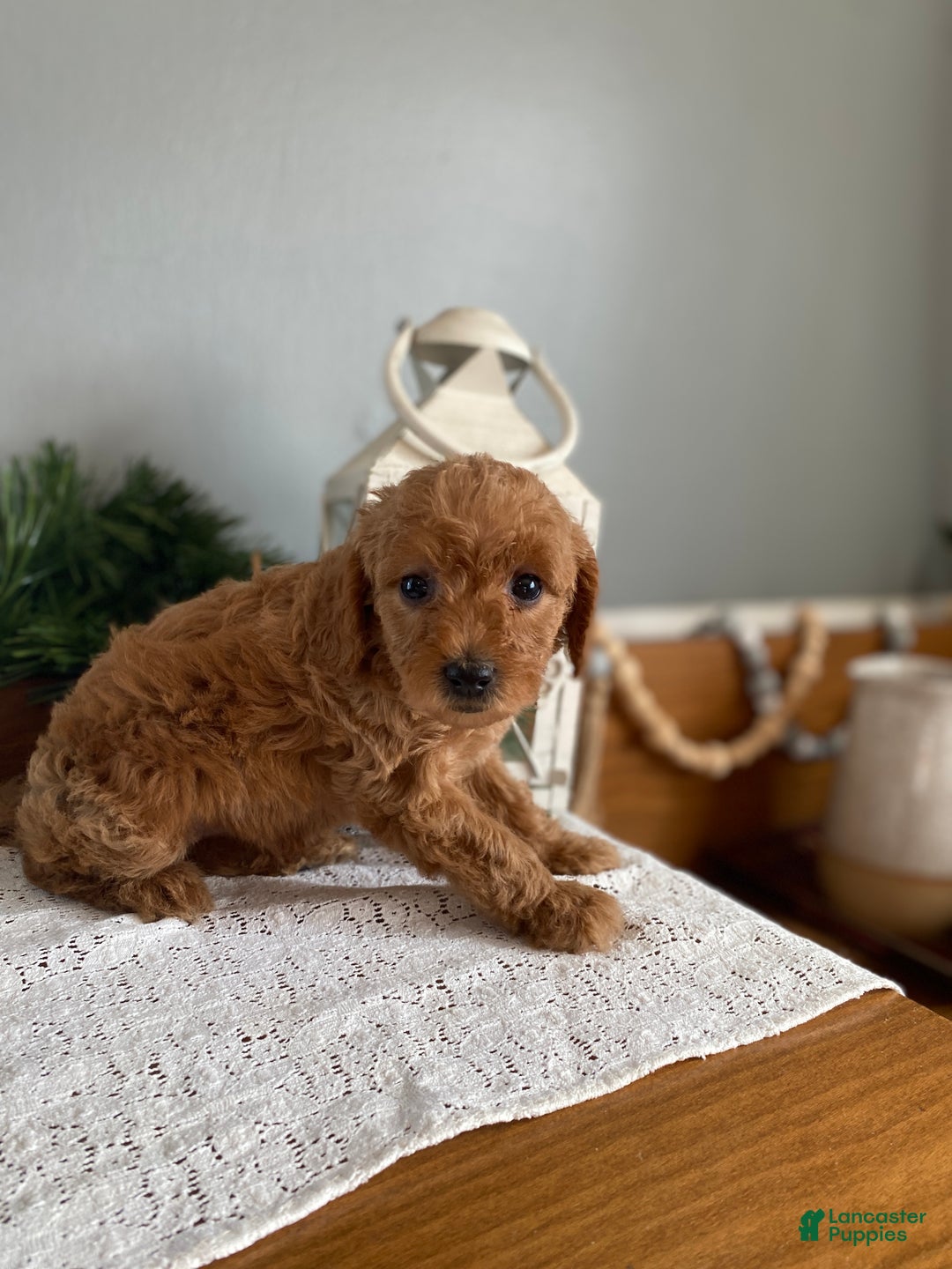 Mixed Breed dogs for sale: Holly  - Ad 2