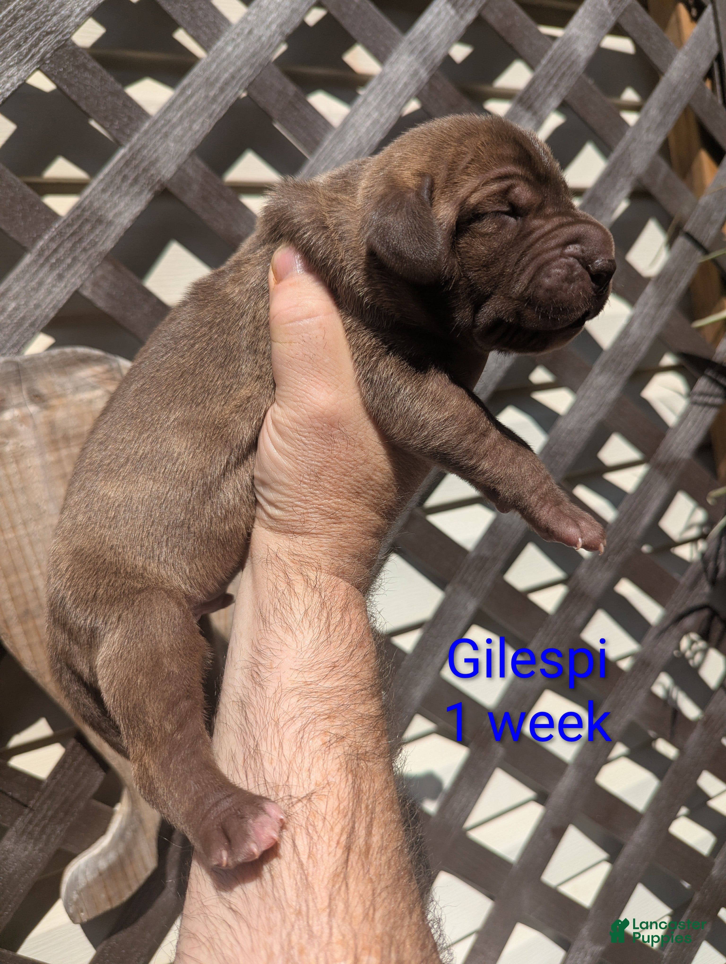 Great Dane dogs Great Dane 1 - Ad 1