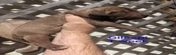 Great Dane dogs for sale: Great Dane 1 - Ad 1