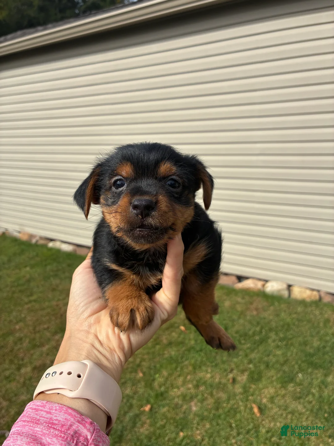 Yorkshire Terrier dogs for sale: Benny - Ad 2