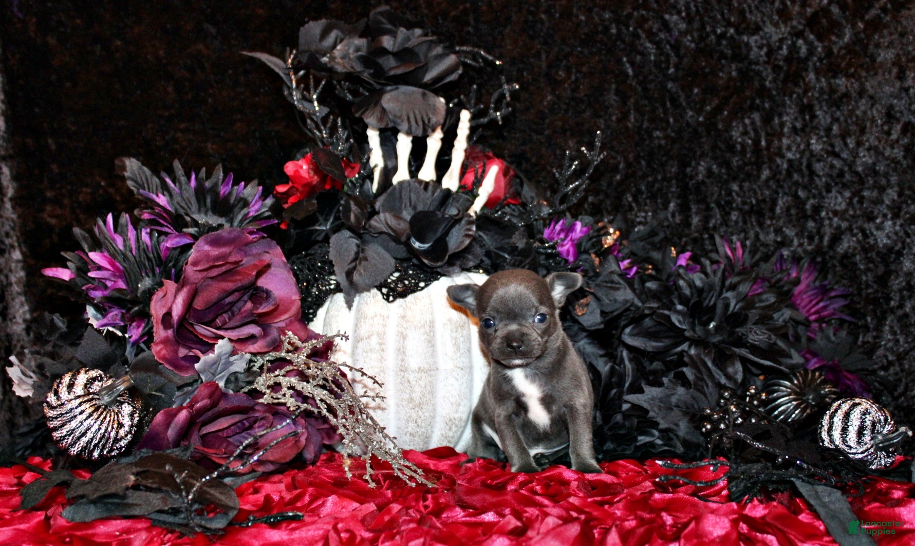 Chihuahua dogs for sale: Cyprus - Ad 11