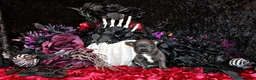 Chihuahua dogs for sale: Cyprus - Ad 1
