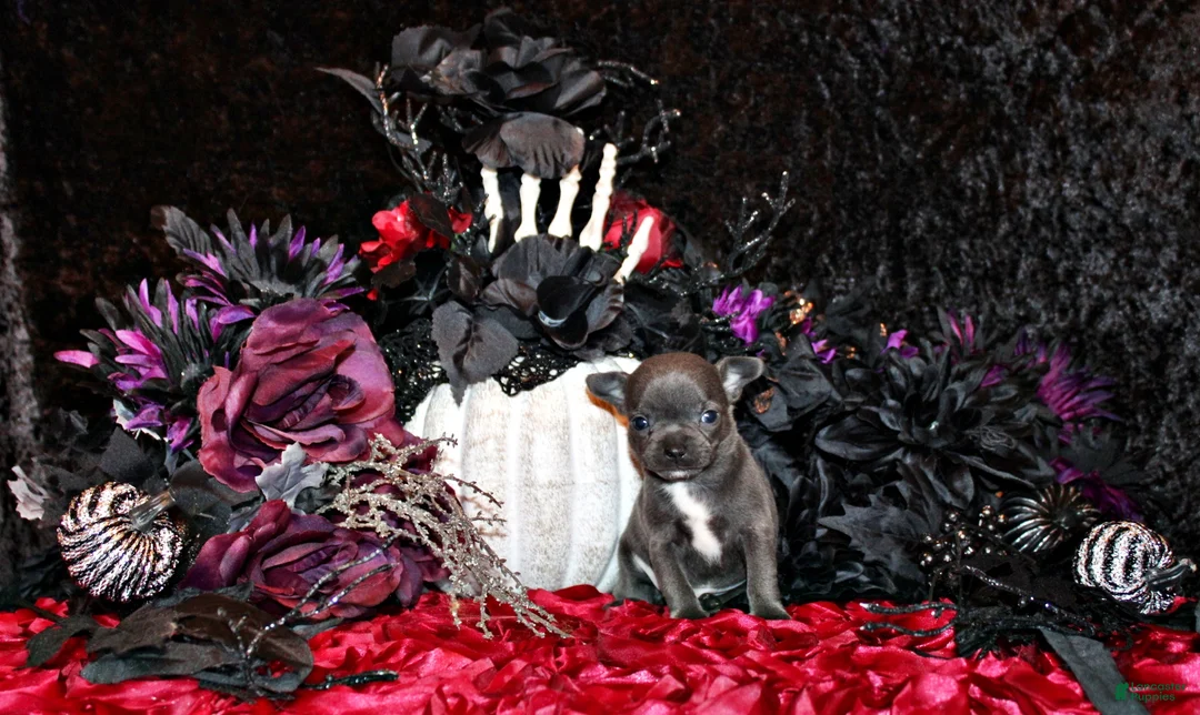 Chihuahua dogs for sale: Cyprus - Ad 1