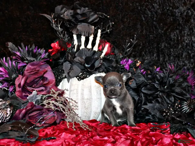 Chihuahua dogs for sale: Cyprus - Ad 11