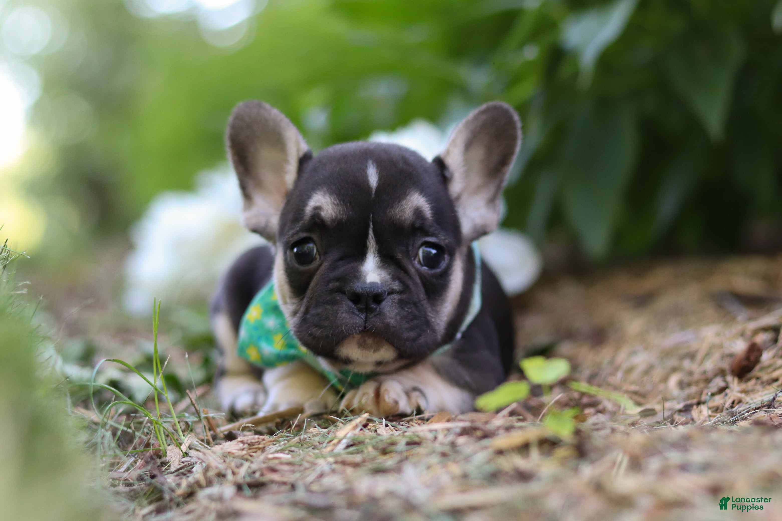 French Bulldog dogs for sale: Percy - Ad 6