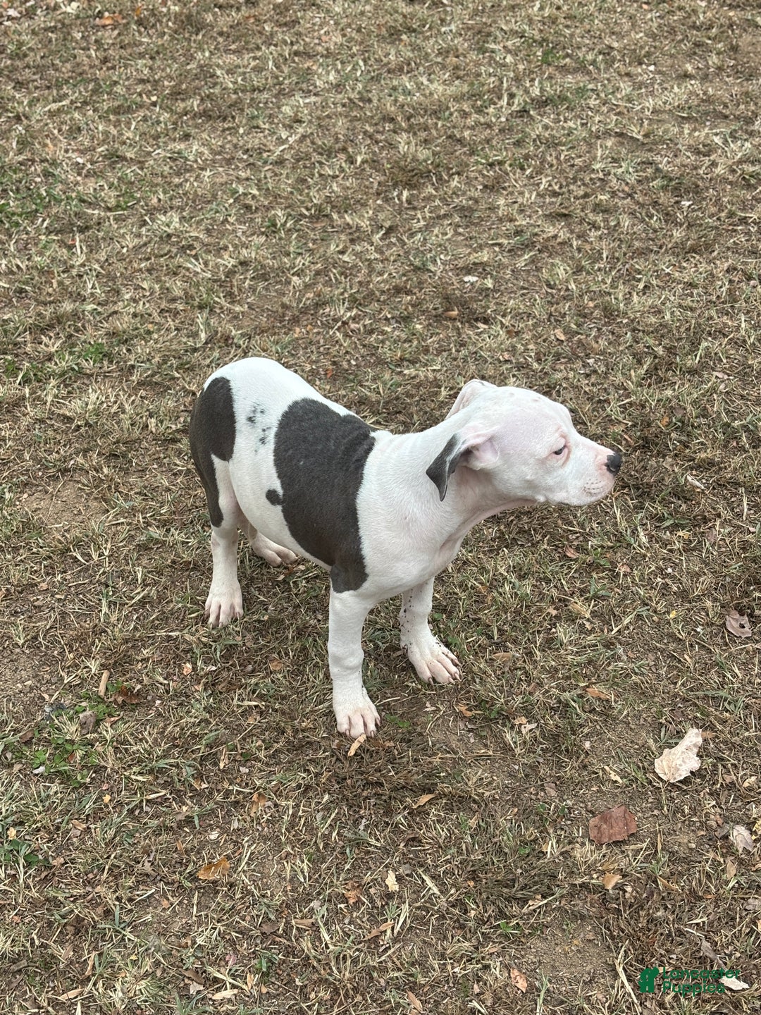 Mixed Breed dogs for sale: Myla - Ad 3