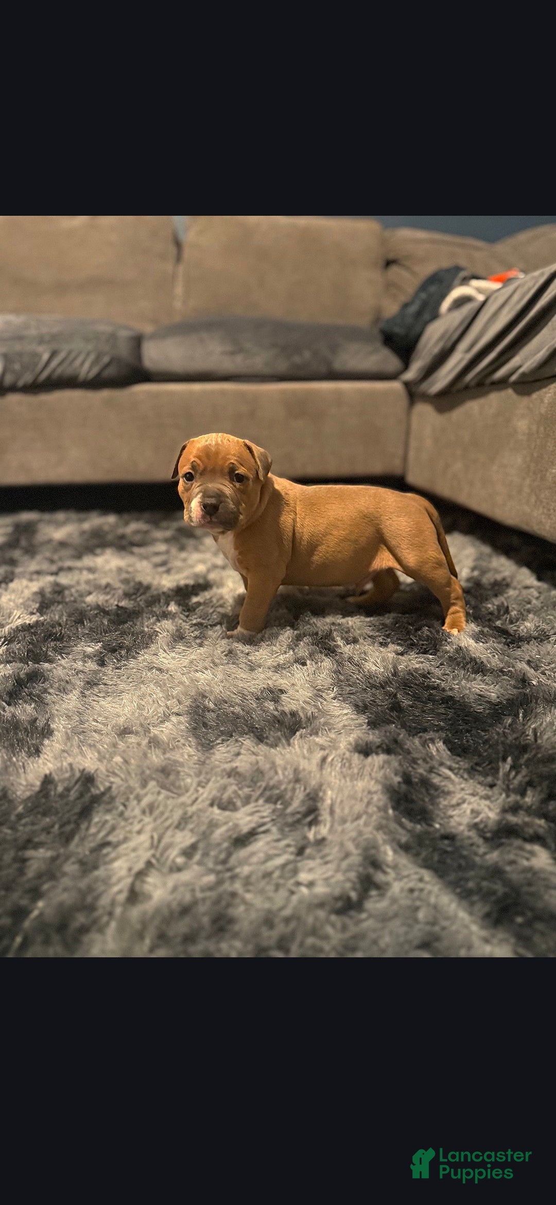 American Pit Bull Terrier dogs for sale: Rj - Ad 2