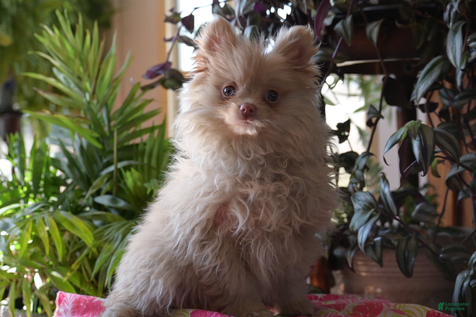 Pomeranian dogs Tiffany - Ad 38