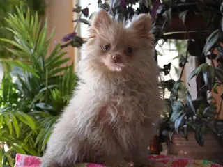 Pomeranian dogs Tiffany - Ad 38