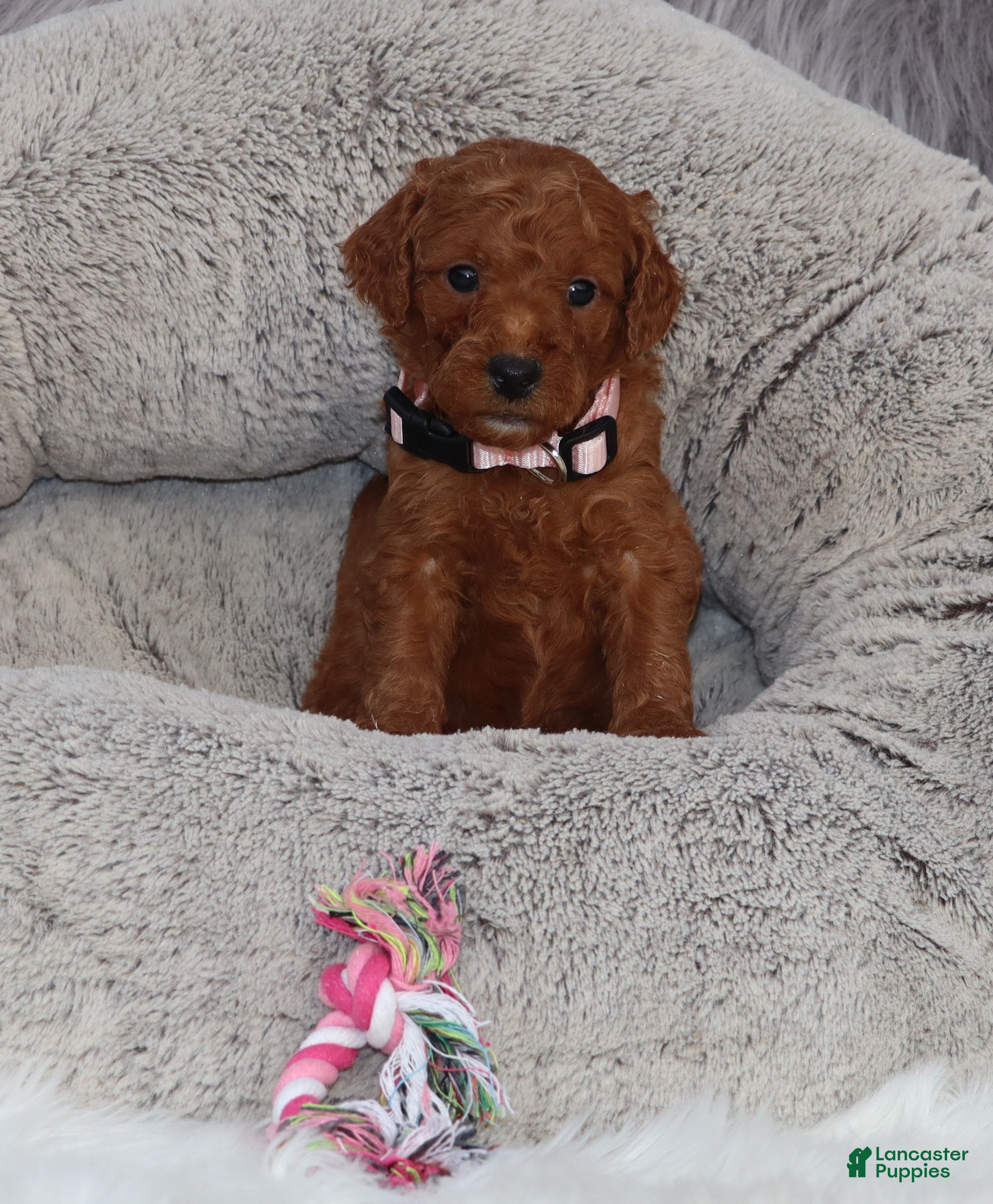 Mini Goldendoodle dogs Miley 💗GenClearParents - Ad 1