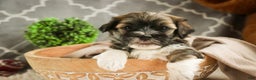 Havanese dogs for sale: Rambo - Ad 2