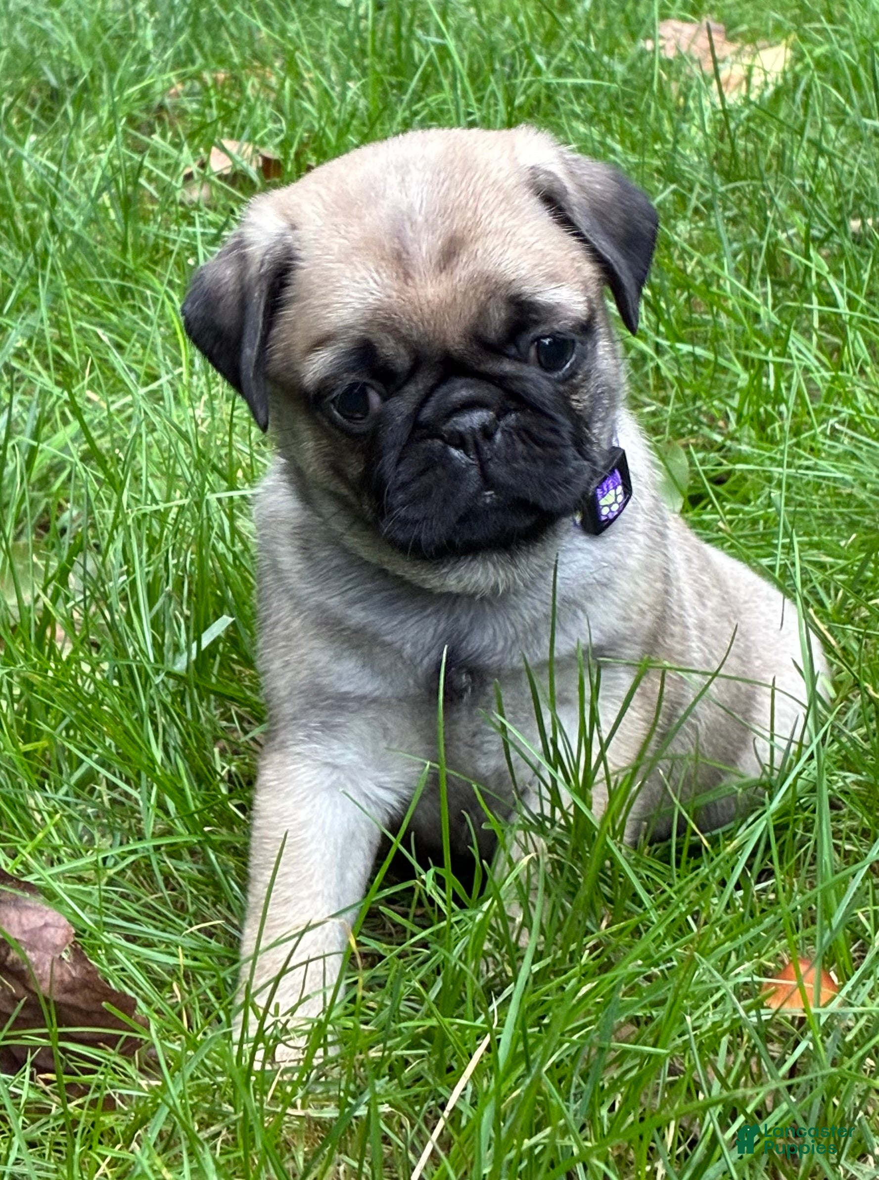 Pug dogs Remmy - Ad 2
