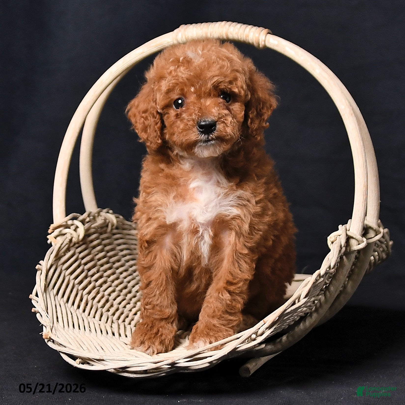 Toy Poodle dogs Clara - Ad 2