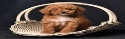 Toy Poodle dogs for sale: Clara - Ad 2