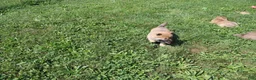 Shiba Inu dogs for sale: Chili - Ad 4